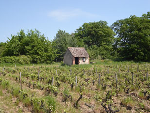 La maison de vignes